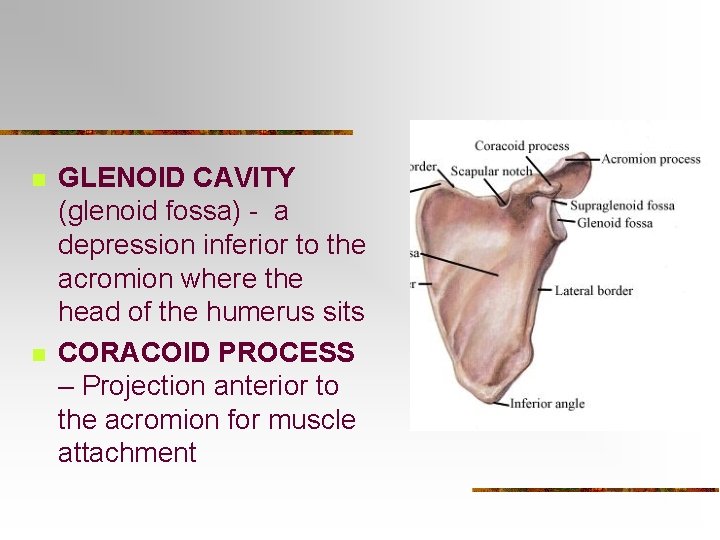 n n GLENOID CAVITY (glenoid fossa) - a depression inferior to the acromion where