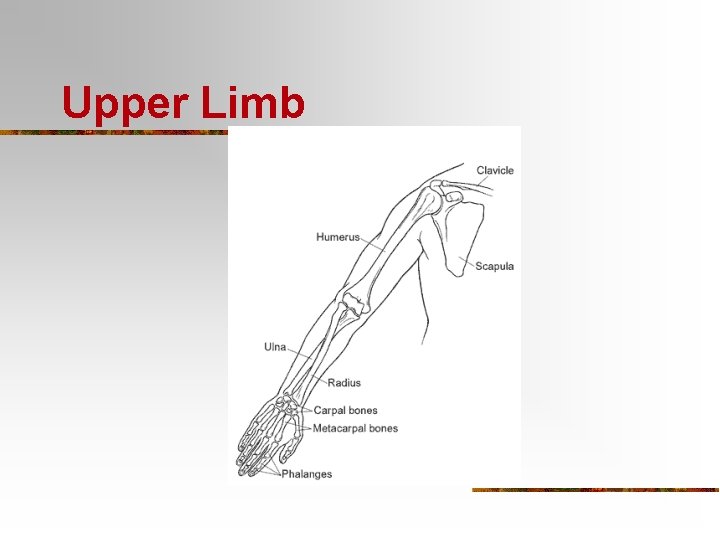 Upper Limb 