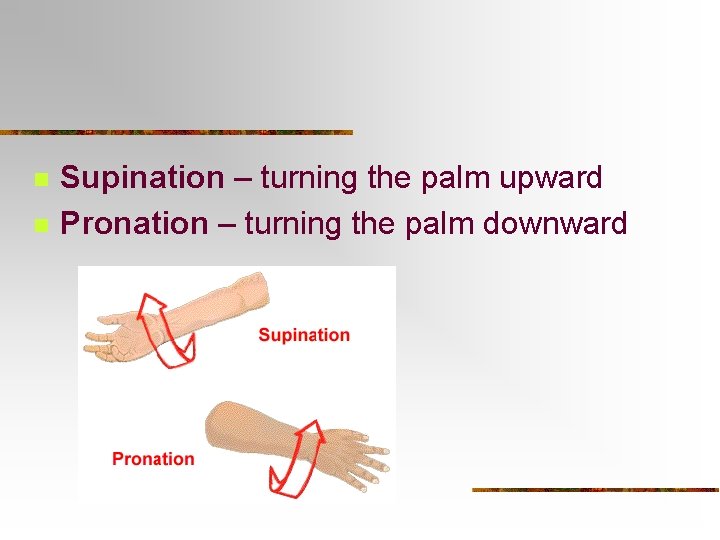 n n Supination – turning the palm upward Pronation – turning the palm downward