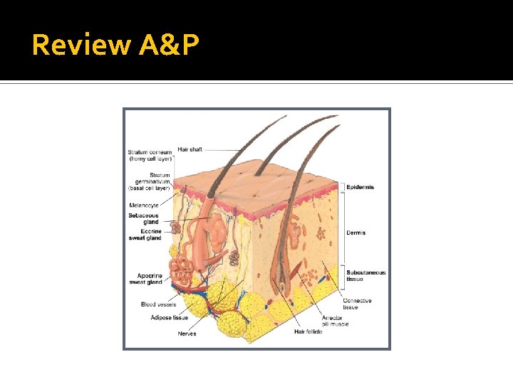 Review A&P Review A&P