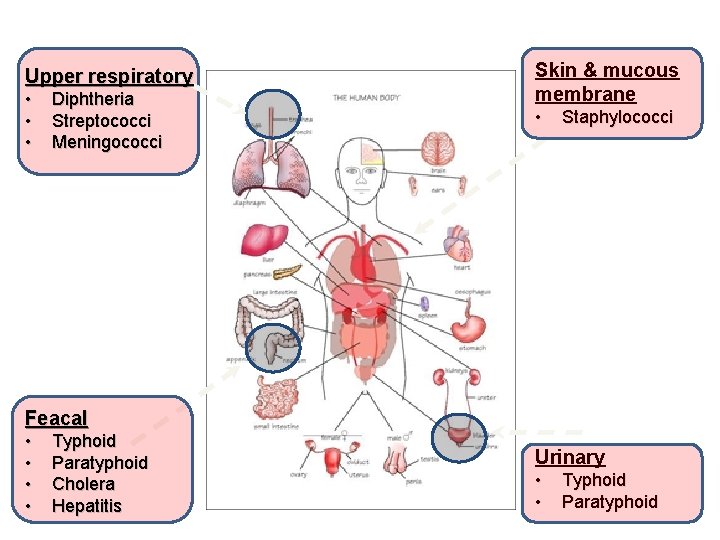Upper respiratory • • • Diphtheria Streptococci Meningococci Skin & mucous membrane • Staphylococci