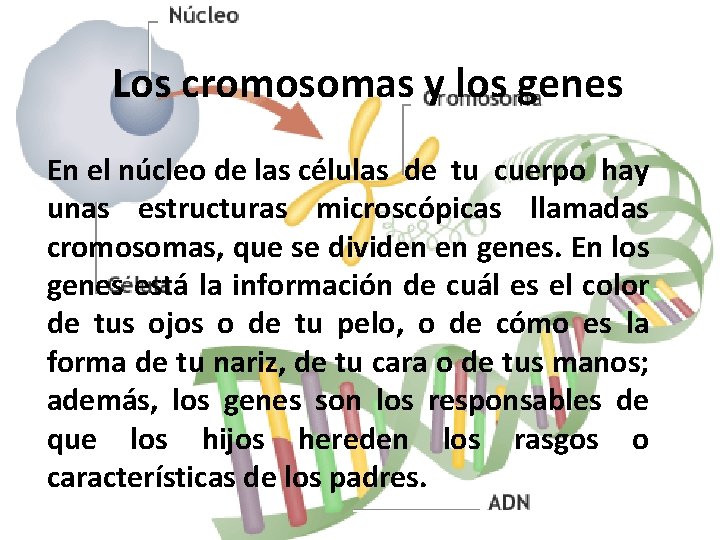 Los cromosomas y los genes En el núcleo de las células de tu cuerpo