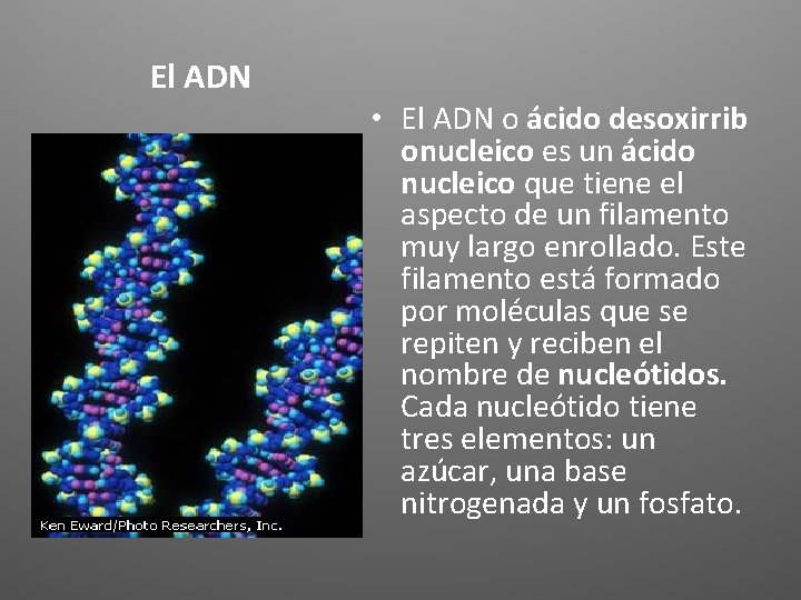 El ADN • El ADN o ácido desoxirrib onucleico es un ácido nucleico que