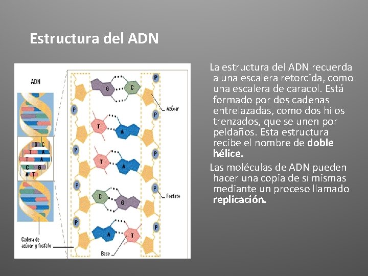 Estructura del ADN La estructura del ADN recuerda a una escalera retorcida, como una