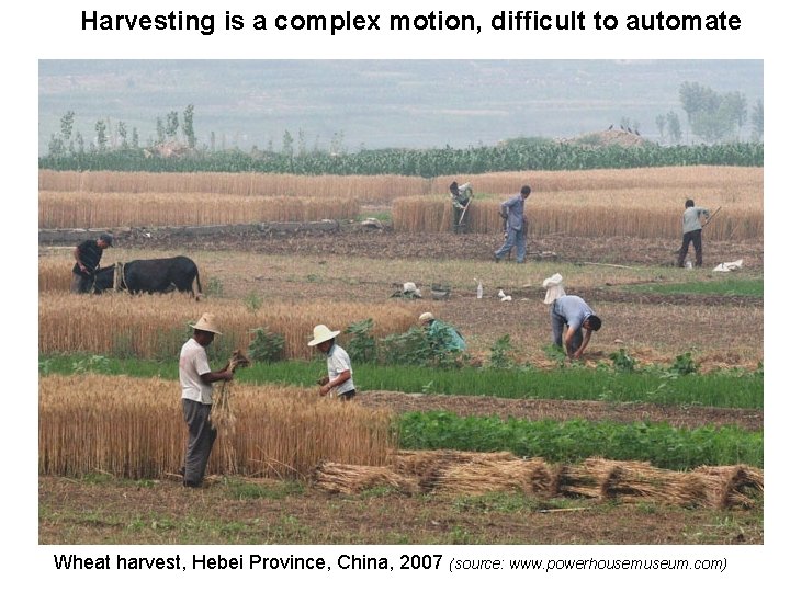 Harvesting is a complex motion, difficult to automate Wheat harvest, Hebei Province, China, 2007
