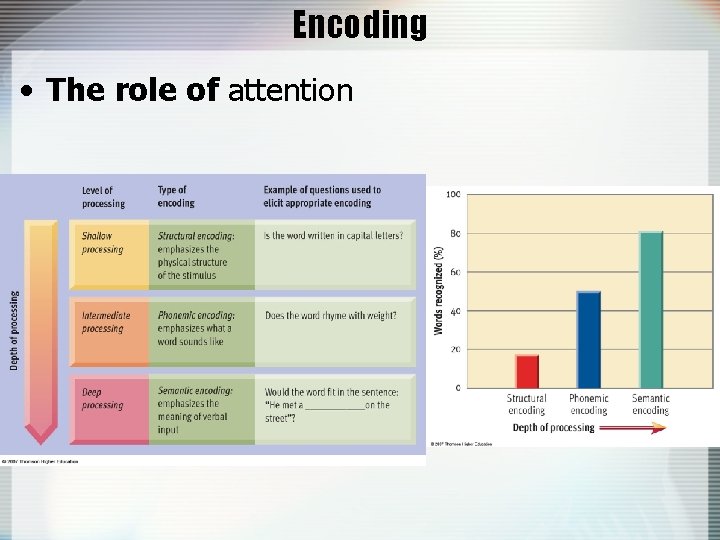 Encoding • The role of attention 