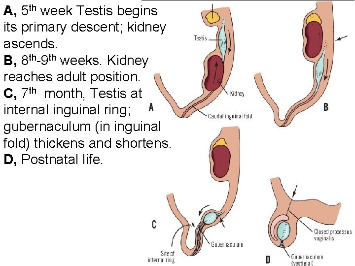 A, 5 th week Testis begins its primary descent; kidney ascends. B, 8 th-9