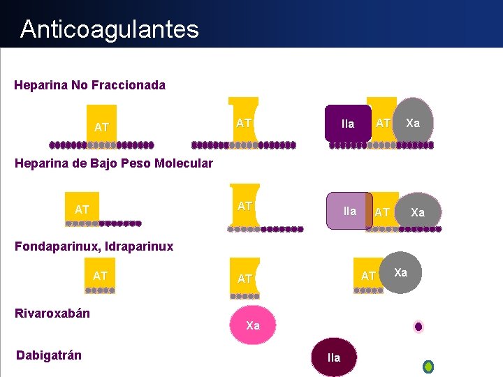 Anticoagulantes Heparina No Fraccionada AT AT IIa AT Xa Heparina de Bajo Peso Molecular
