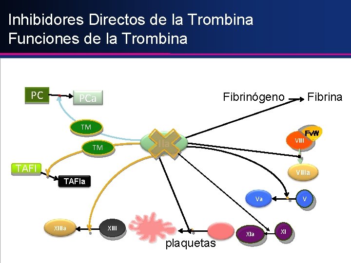 Inhibidores Directos de la Trombina Funciones de la Trombina PC Fibrinógeno PCa Fibrina TM