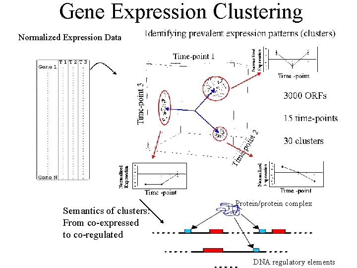 Gene Expression Clustering Normalized Expression Data Semantics of clusters: From co-expressed to co-regulated Protein/protein Gene Expression Clustering Normalized Expression Data Semantics of clusters: From co-expressed to co-regulated Protein/protein