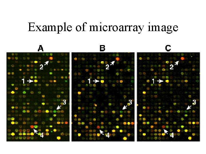 Example of microarray image Example of microarray image