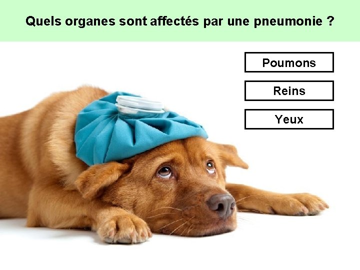 Quels organes sont affectés par une pneumonie ? Poumons Reins Yeux 