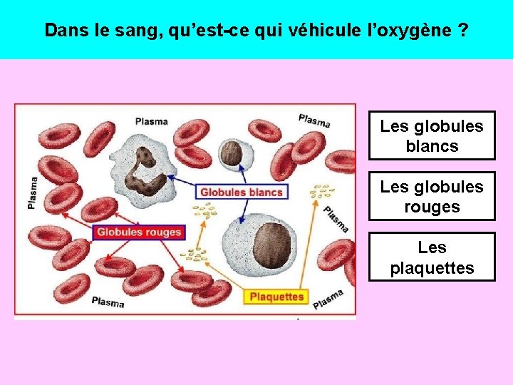 Dans le sang, qu’est-ce qui véhicule l’oxygène ? Les globules blancs Les globules rouges