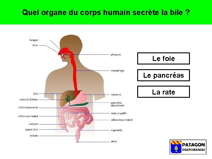 Quel organe du corps humain secrète la bile ? Le foie Le pancréas La