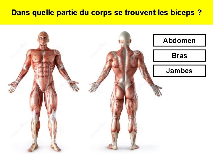 Dans quelle partie du corps se trouvent les biceps ? Abdomen Bras Jambes 