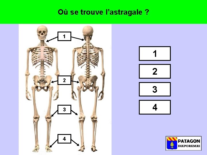 Où se trouve l’astragale ? 1 1 2 2 3 3 4 4 