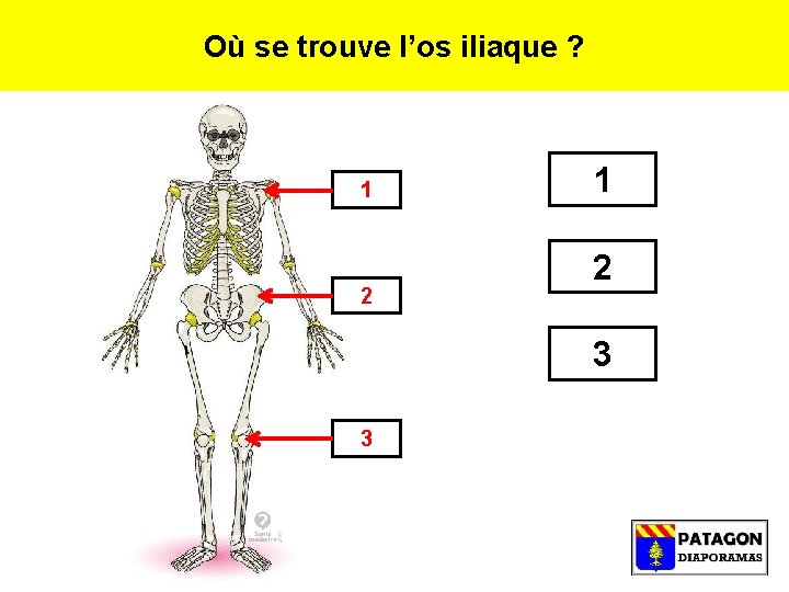 Où se trouve l’os iliaque ? 1 2 3 3 