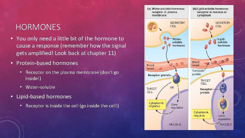 HORMONES • You only need a little bit of the hormone to cause a