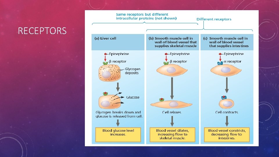 RECEPTORS 