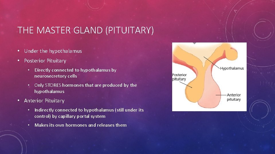 THE MASTER GLAND (PITUITARY) • Under the hypothalamus • Posterior Pituitary • Directly connected