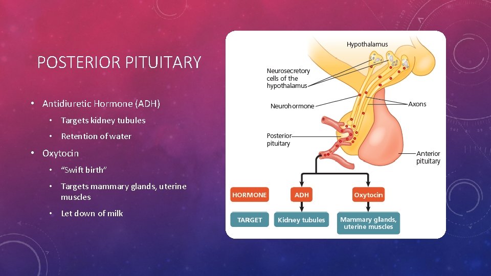 POSTERIOR PITUITARY • Antidiuretic Hormone (ADH) • Targets kidney tubules • Retention of water