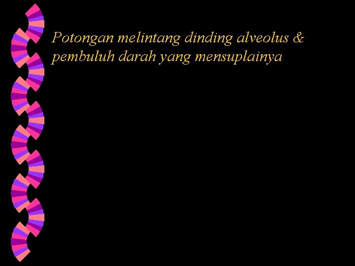 Potongan melintang dinding alveolus & pembuluh darah yang mensuplainya 
