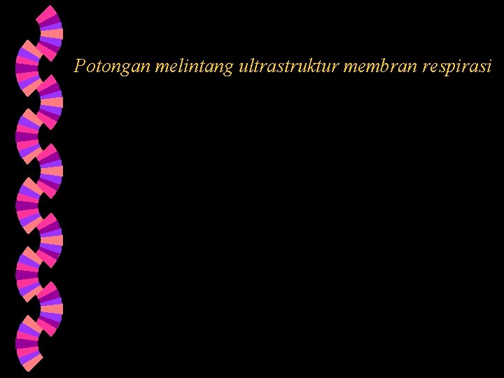 Potongan melintang ultrastruktur membran respirasi 