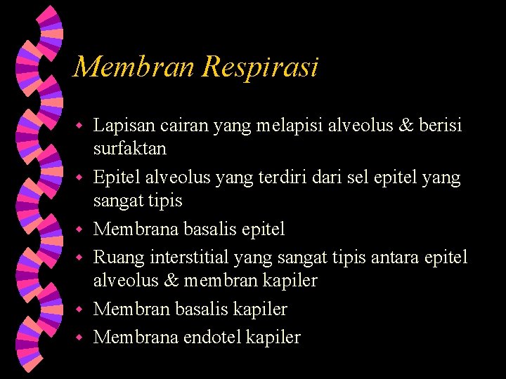 Membran Respirasi w w w Lapisan cairan yang melapisi alveolus & berisi surfaktan Epitel