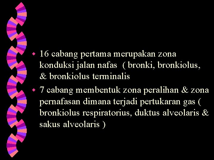 16 cabang pertama merupakan zona konduksi jalan nafas ( bronki, bronkiolus, & bronkiolus terminalis