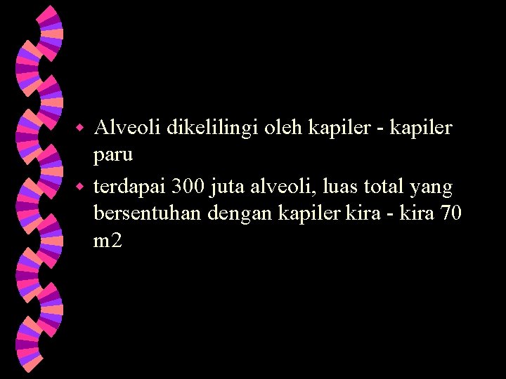 Alveoli dikelilingi oleh kapiler - kapiler paru w terdapai 300 juta alveoli, luas total