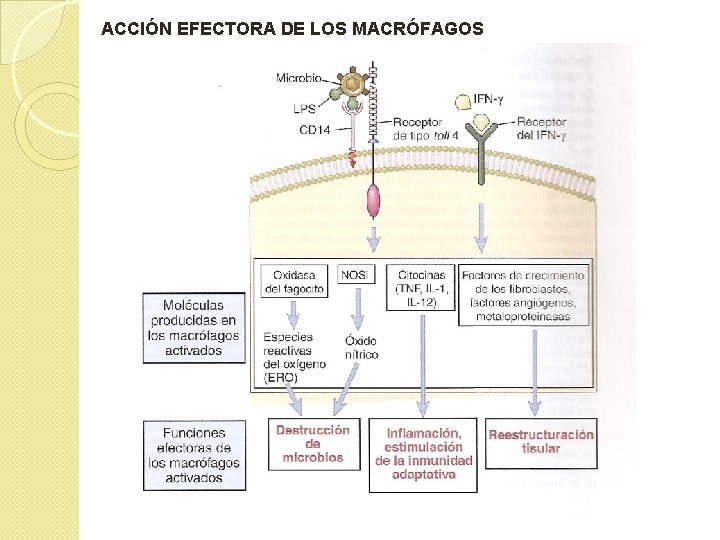 ACCIÓN EFECTORA DE LOS MACRÓFAGOS ACCIÓN EFECTORA DE LOS MACRÓFAGOS