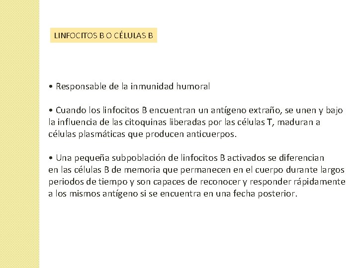 LINFOCITOS B O CÉLULAS B • Responsable de la inmunidad humoral • Cuando los LINFOCITOS B O CÉLULAS B • Responsable de la inmunidad humoral • Cuando los