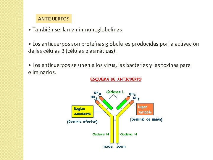 ANTICUERPOS • También se llaman inmunoglobulinas • Los anticuerpos son proteínas globulares producidas por ANTICUERPOS • También se llaman inmunoglobulinas • Los anticuerpos son proteínas globulares producidas por