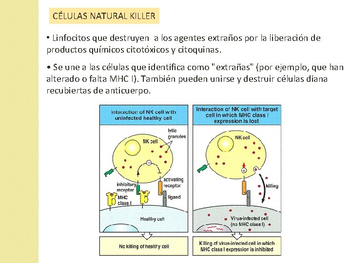 CÉLULAS NATURAL KILLER • Linfocitos que destruyen a los agentes extraños por la liberación CÉLULAS NATURAL KILLER • Linfocitos que destruyen a los agentes extraños por la liberación