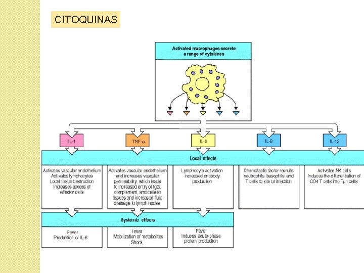 CITOQUINAS CITOQUINAS