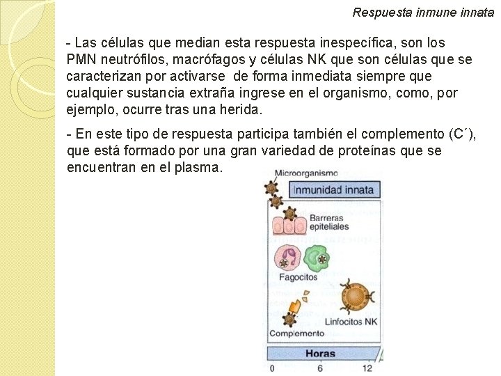 Respuesta inmune innata - Las células que median esta respuesta inespecífica, son los PMN Respuesta inmune innata - Las células que median esta respuesta inespecífica, son los PMN