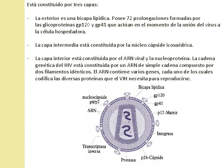 Está constituido por tres capas: - La exterior es una bicapa lipídica. Posee 72 Está constituido por tres capas: - La exterior es una bicapa lipídica. Posee 72