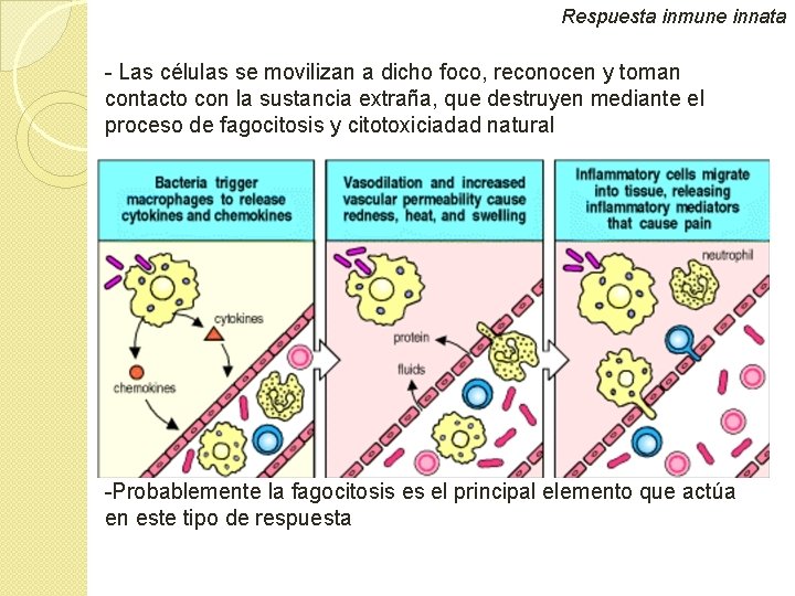 Respuesta inmune innata - Las células se movilizan a dicho foco, reconocen y toman Respuesta inmune innata - Las células se movilizan a dicho foco, reconocen y toman
