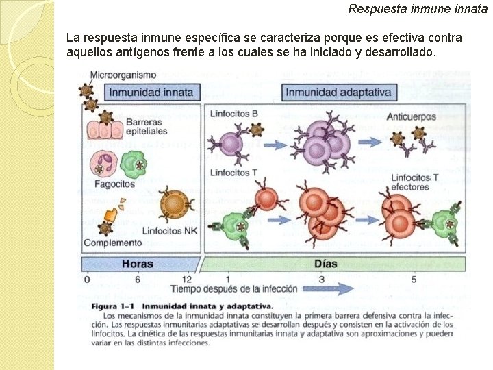 Respuesta inmune innata La respuesta inmune específica se caracteriza porque es efectiva contra aquellos Respuesta inmune innata La respuesta inmune específica se caracteriza porque es efectiva contra aquellos