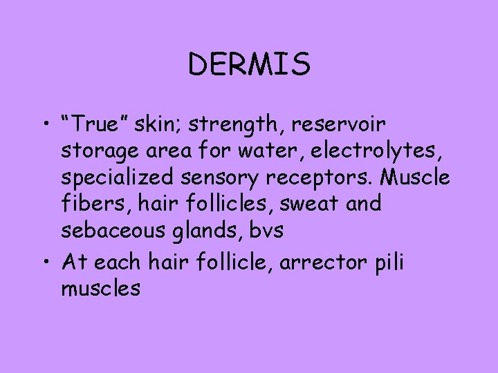 DERMIS • “True” skin; strength, reservoir storage area for water, electrolytes, specialized sensory receptors.