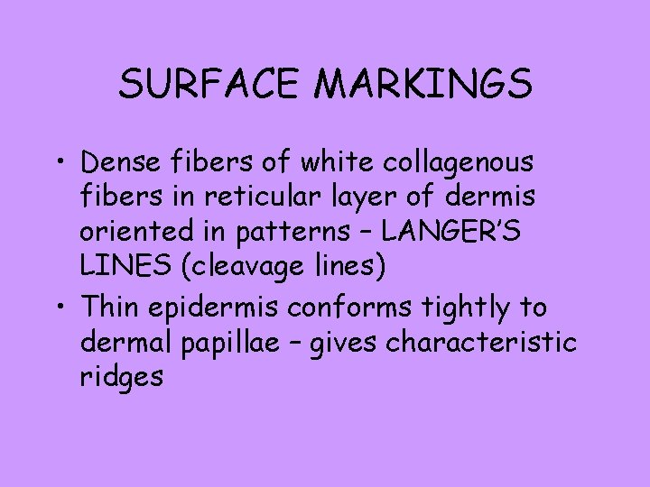 SURFACE MARKINGS • Dense fibers of white collagenous fibers in reticular layer of dermis