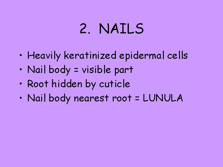 2. NAILS • • Heavily keratinized epidermal cells Nail body = visible part Root