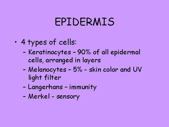 EPIDERMIS • 4 types of cells: – Keratinocytes – 90% of all epidermal cells,