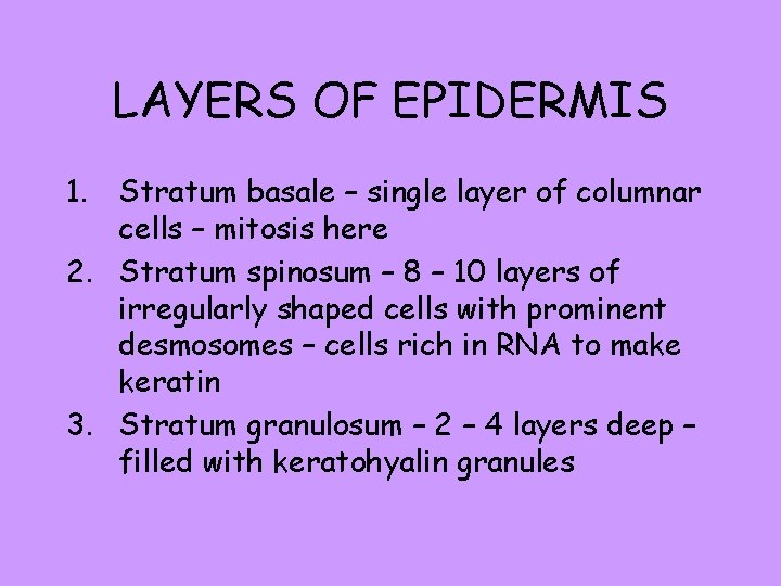 LAYERS OF EPIDERMIS 1. Stratum basale – single layer of columnar cells – mitosis