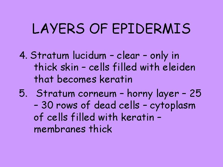 LAYERS OF EPIDERMIS 4. Stratum lucidum – clear – only in thick skin –