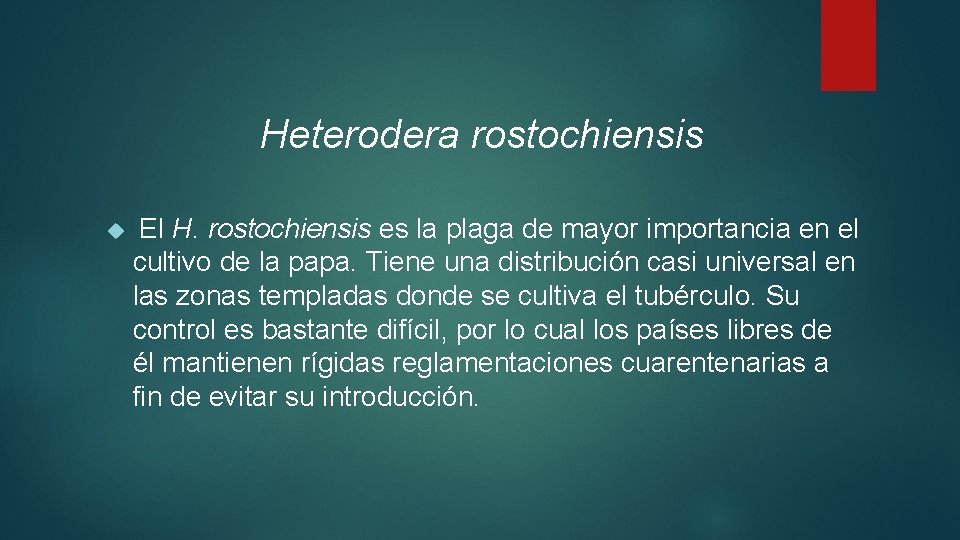 Heterodera rostochiensis El H. rostochiensis es la plaga de mayor importancia en el cultivo