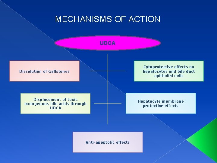 MECHANISMS OF ACTION UDCA Cytoprotective effects on hepatocytes and bile duct epithelial cells Dissolution