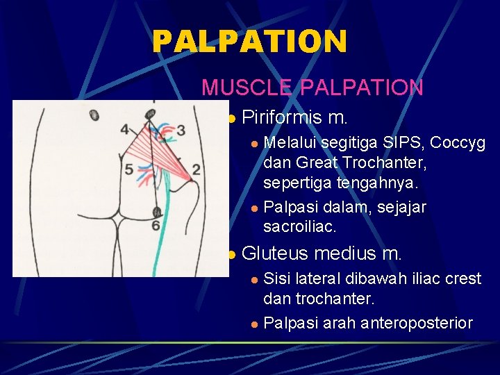 PALPATION MUSCLE PALPATION l Piriformis m. Melalui segitiga SIPS, Coccyg dan Great Trochanter, sepertiga PALPATION MUSCLE PALPATION l Piriformis m. Melalui segitiga SIPS, Coccyg dan Great Trochanter, sepertiga