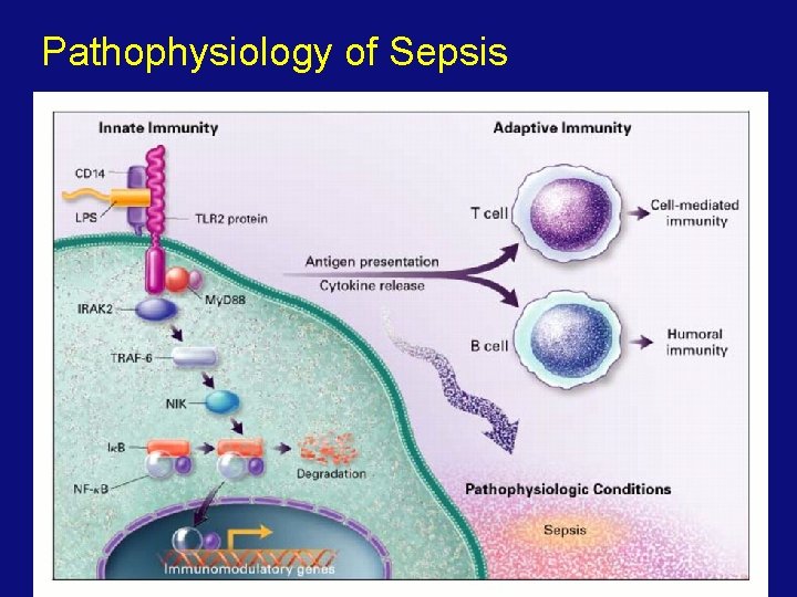 Pathophysiology of Sepsis 