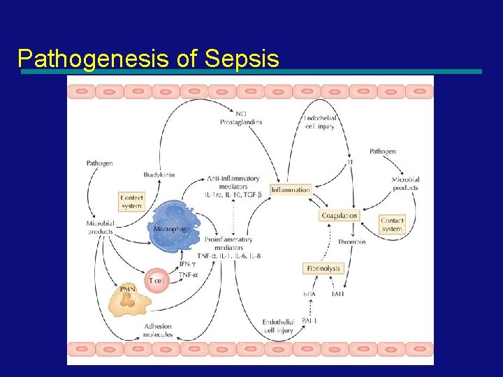 Pathogenesis of Sepsis 